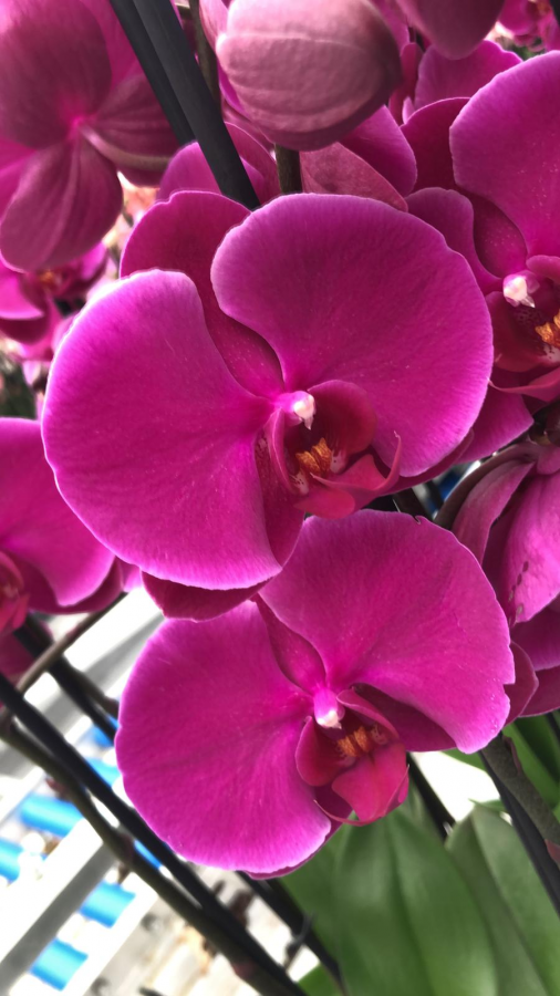 Orquídea Phalaenopsis fucsia – Flores Santamaría | Tu floristeria en León