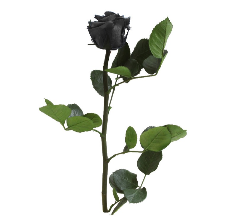 Rosa preservada negra – Flores Santamaría | Tu floristeria en León