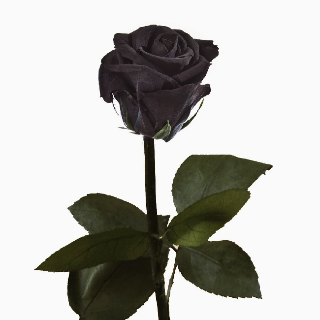 Rosa Negra Preservada Eterna - Floristeria La Camelia